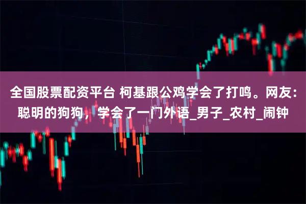 全国股票配资平台 柯基跟公鸡学会了打鸣。网友：聪明的狗狗，学会了一门外语_男子_农村_闹钟
